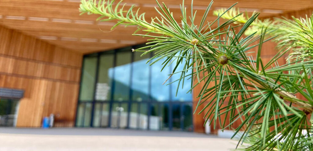 A close-up, sharp focus on a green pine branch with needles, with a modern wooden building featuring large glass windows softly blurred in the background.