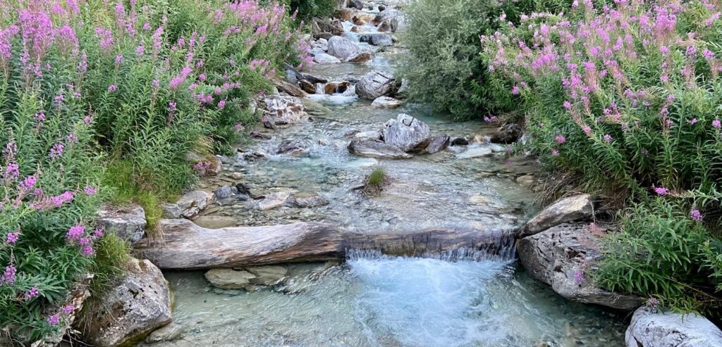 A clear, narrow mountain stream rushes over stones and wooden sleepers. Flowers are in bloom on both sides.